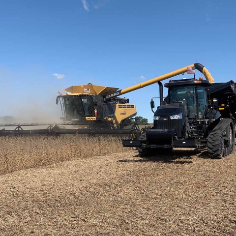 Harvesting soybeans in the field