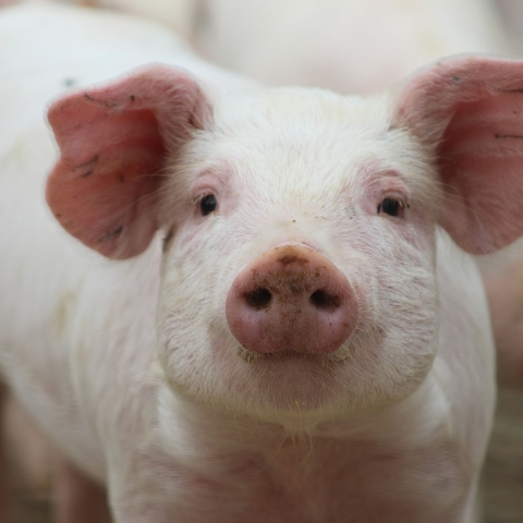A pink piglet looking at the camera with dirt on its nose