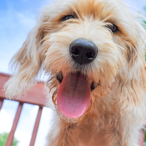 Golden shaggy dog with its tongue hanging out looking at the camera