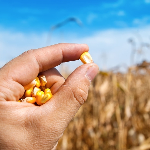 A hand holding a piece of seed corn