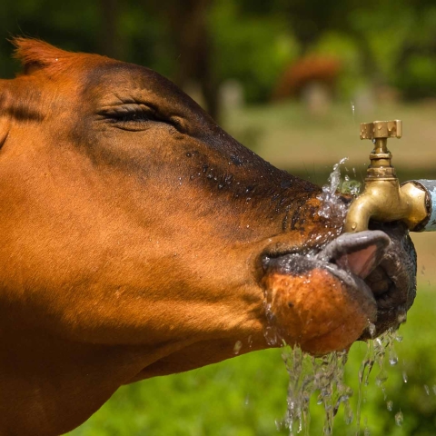 A cow drinking water