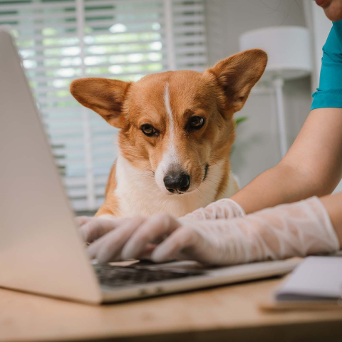 Veterinarian wearing gloves types on a laptop while a brown-and-white corgi sits beside them in a veterinary office.