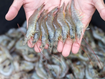 Hands holding fresh shrimp