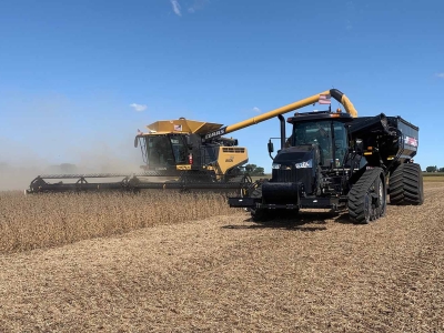 Harvesting soybeans in the field
