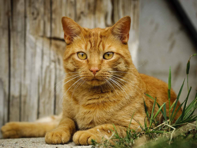 Ginger cat lying by a barn