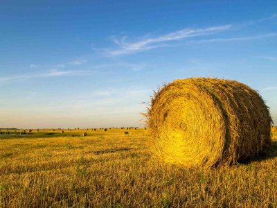 A hay bale on the right against a blue sky background with small hay bales in the background