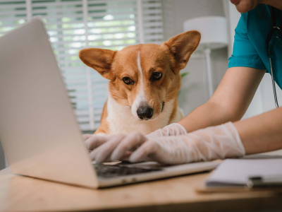 Veterinarian wearing gloves types on a laptop while a brown-and-white corgi sits beside them in a veterinary office.