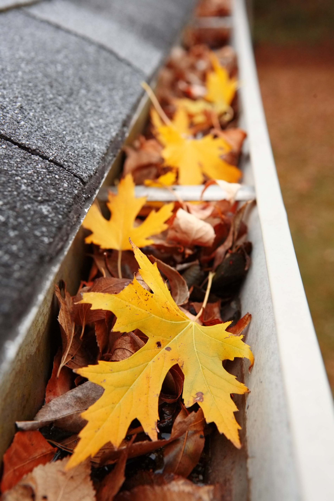 Fall leaves in a gutter on a house