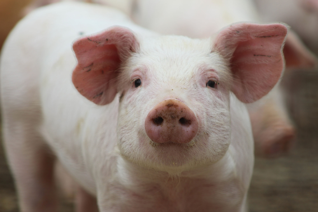 A pink piglet looking at the camera with dirt on its nose