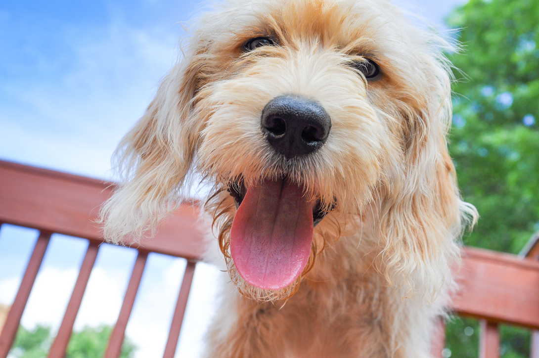 Golden shaggy dog with its tongue hanging out looking at the camera