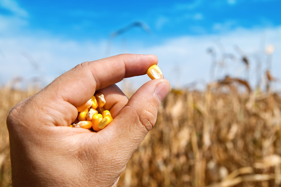 A hand holding a piece of seed corn