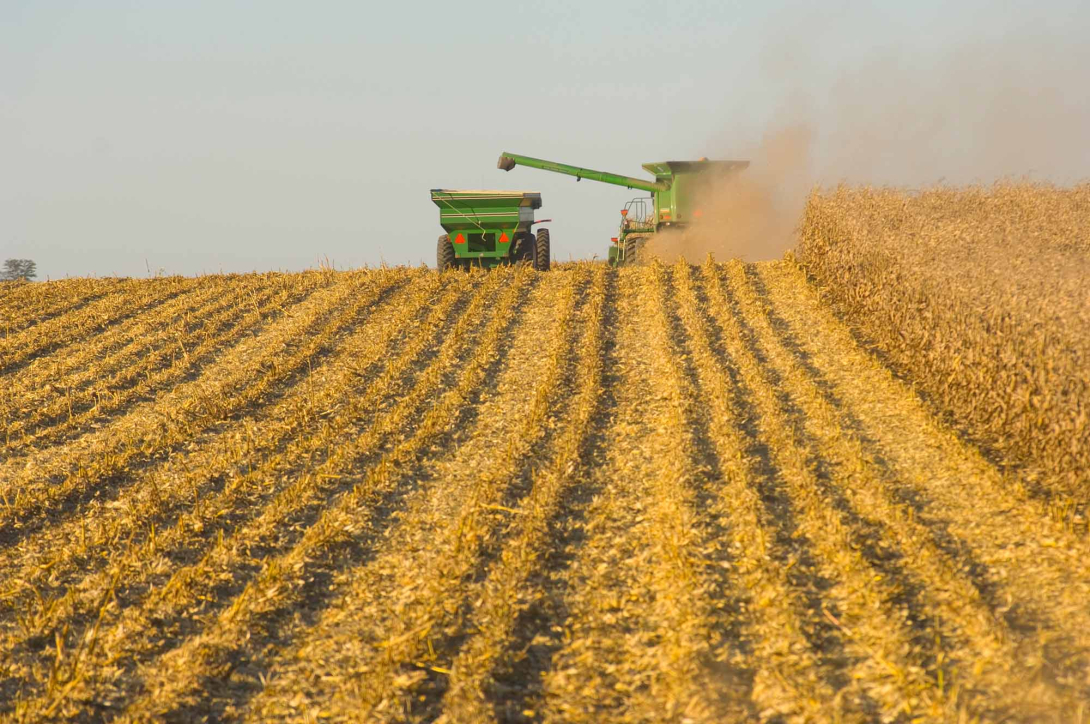 Corn harvest