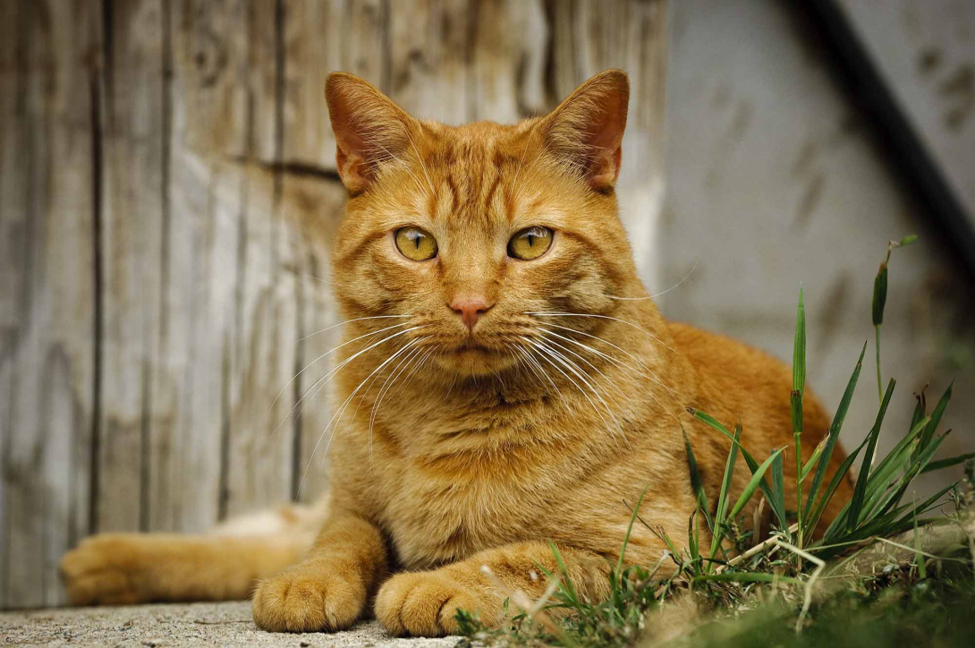 Ginger cat lying by a barn