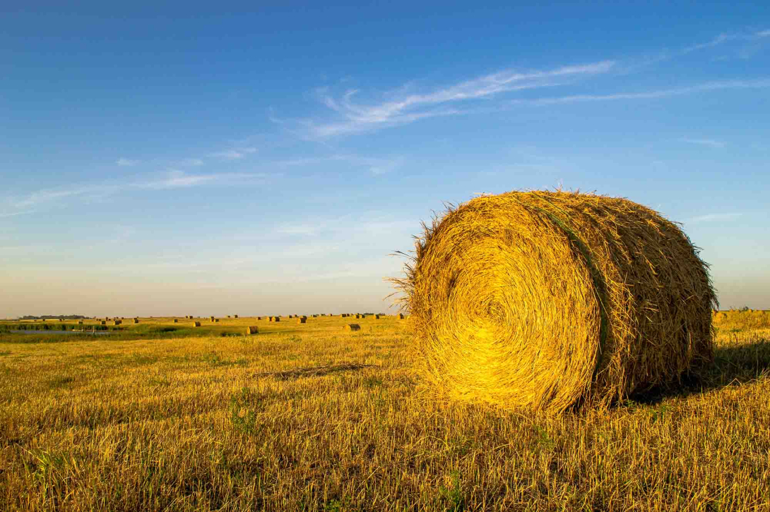A hay bale on the right against a blue sky background with small hay bales in the background