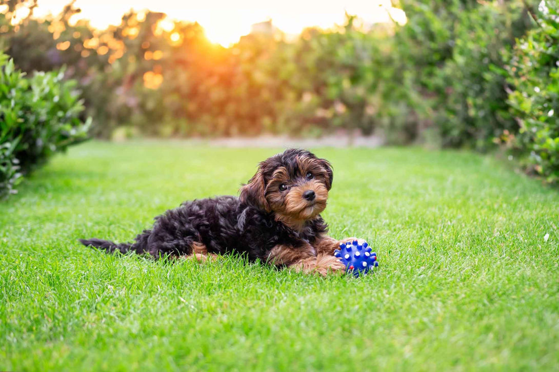 Puppy