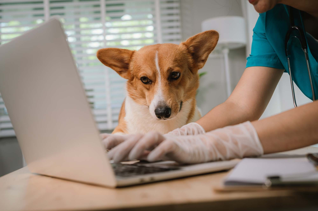 Veterinarian wearing gloves types on a laptop while a brown-and-white corgi sits beside them in a veterinary office.